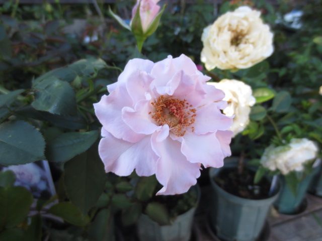 イヴ系 オルガンティーノ ダークピンク 接木中苗 強香 バラ苗 薔薇 苗 Www Hermosa Co Jp