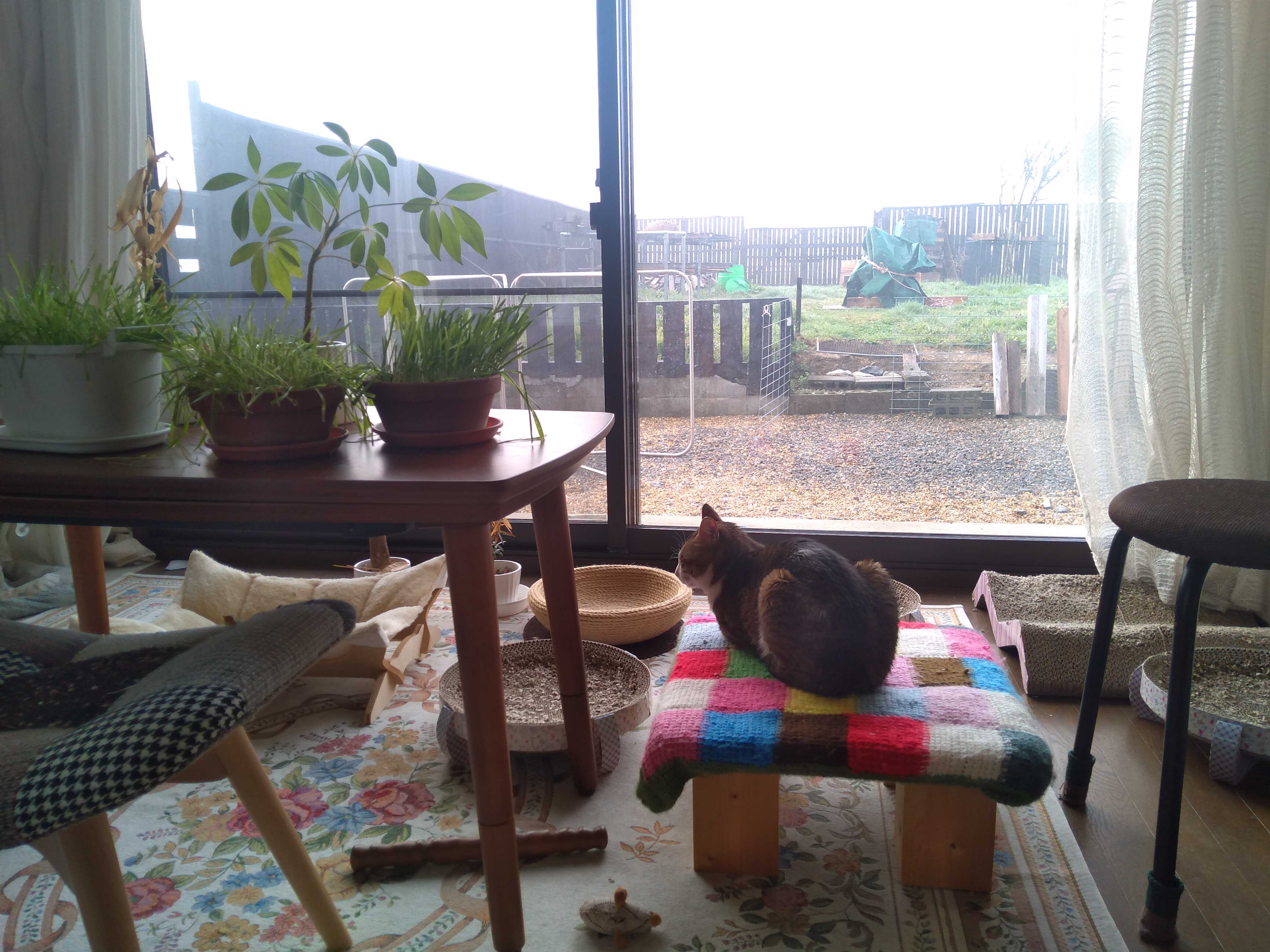 犬猫とズボラさんのロハスな暮らし🌱