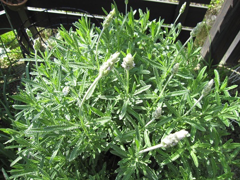 rabennda-