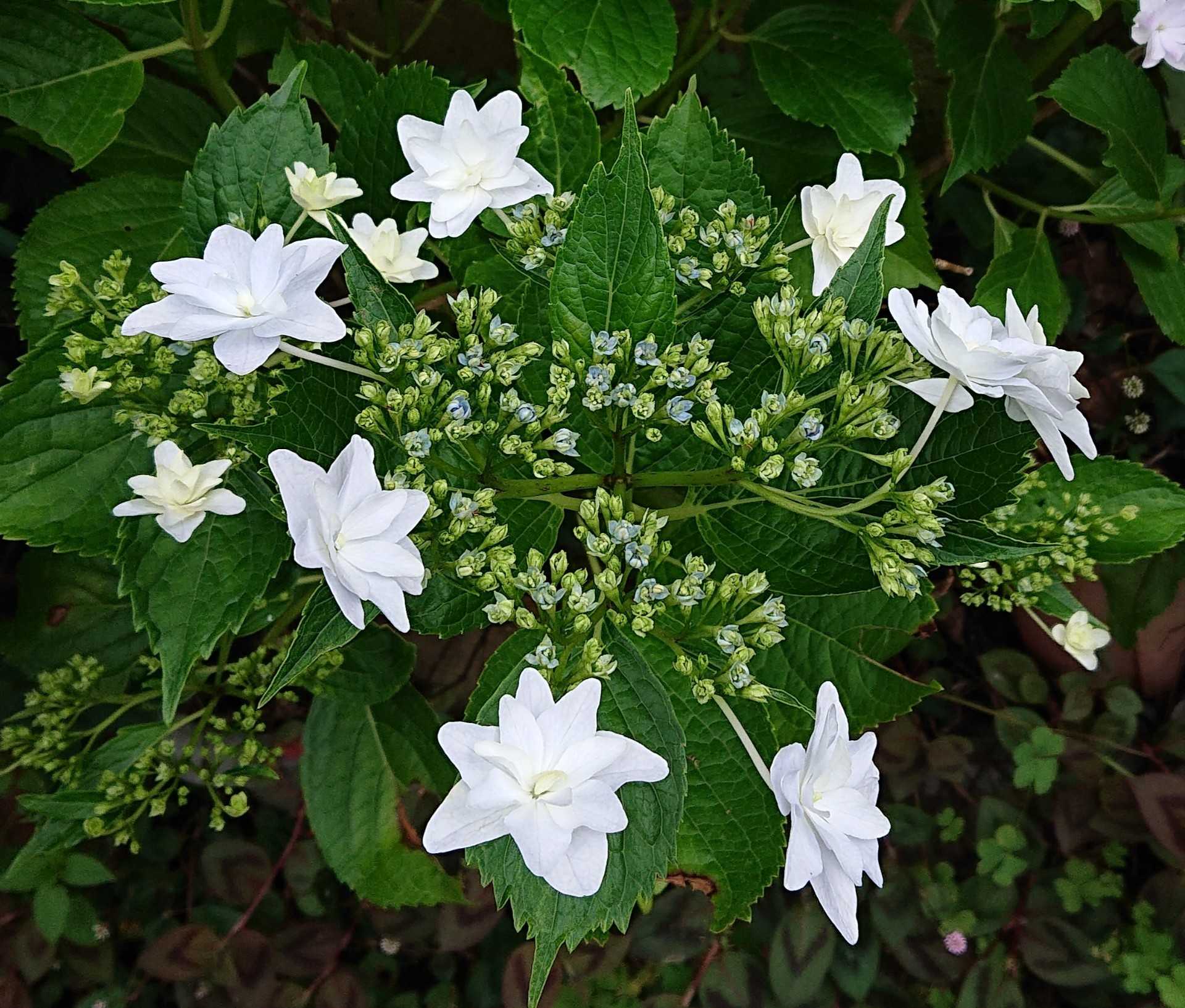 アジサイ 墨田の花火 咲きました 趣味は園芸だけれども 楽天ブログ