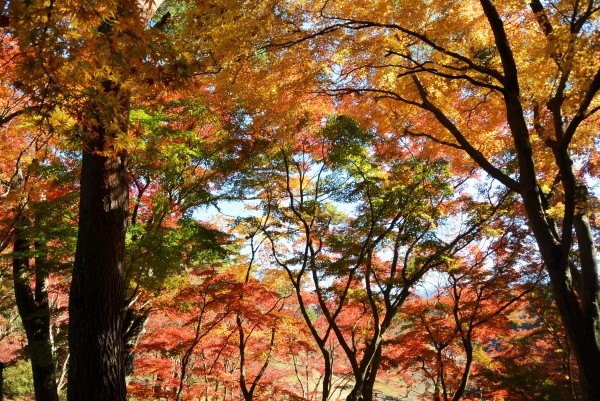 修善寺自然公園