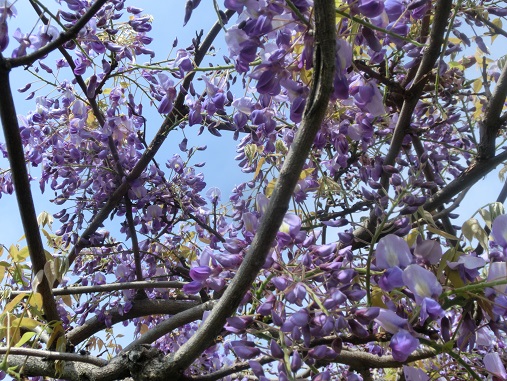 フジの花