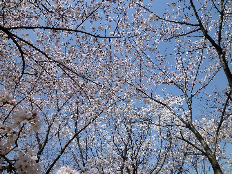 P1020484.jpg