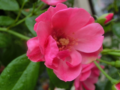 薔薇アンジェラ