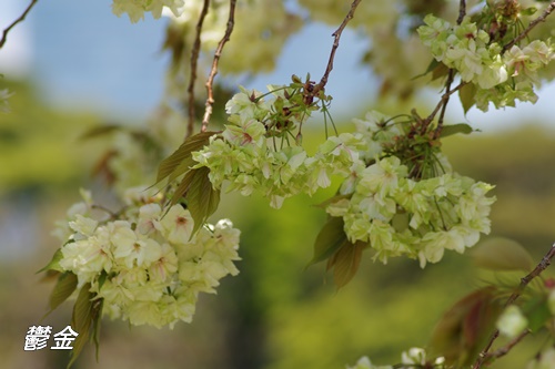 浜離宮恩賜庭園の八重桜