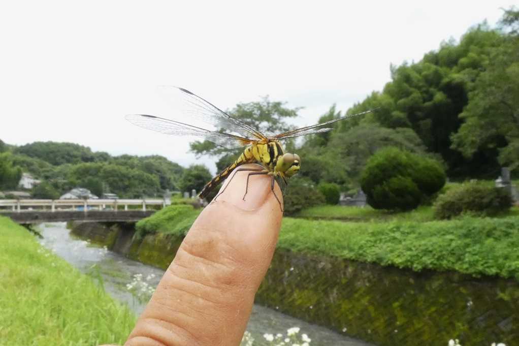 515