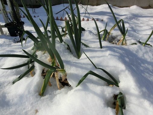 雪のネギ