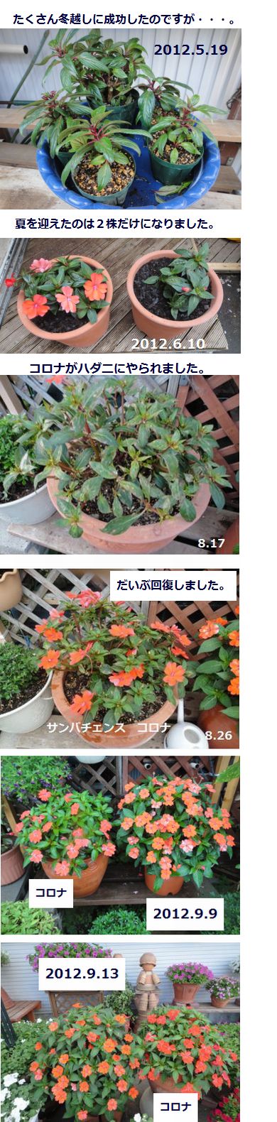 2012年のサンパチェンスの様子