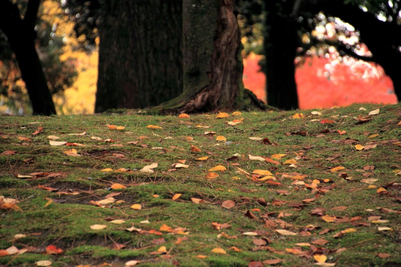 奈良公園の紅葉_002.jpg
