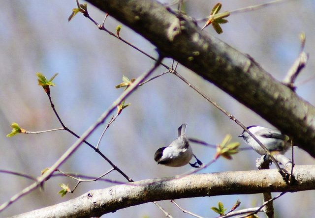 IMG_8812 (800x556).jpg