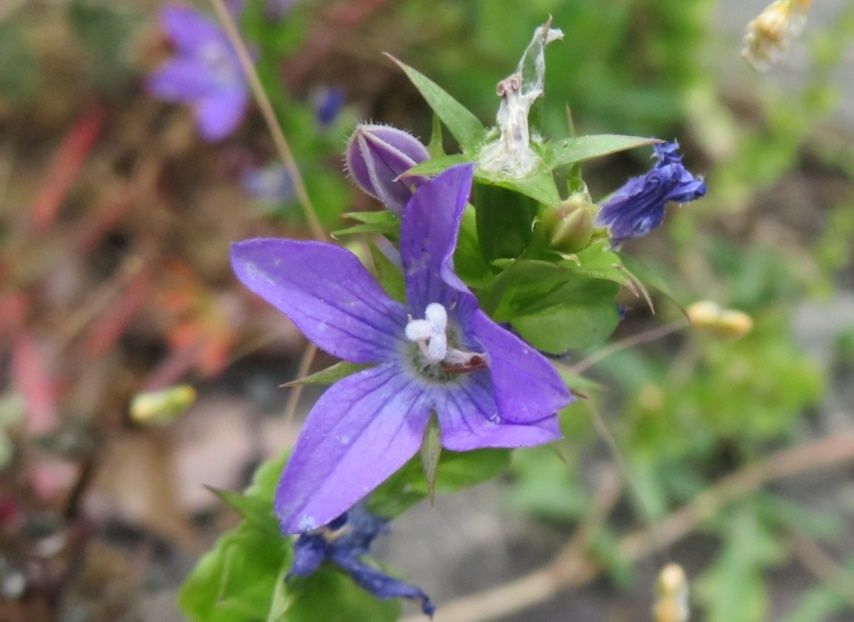 8ページ目の 私の趣味 花の写真撮影 だい のひとりごと 楽天ブログ