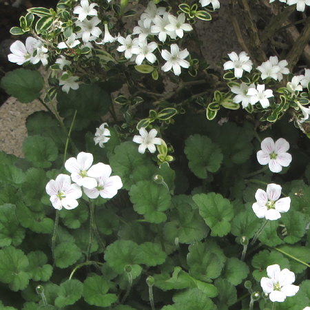 白丁花とヒメフウロ