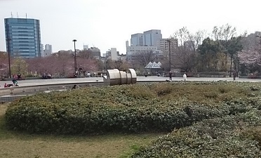 みいこの住んでいた辺りのサクラ2016/03/31