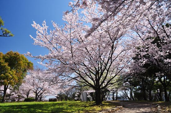 サクラ３