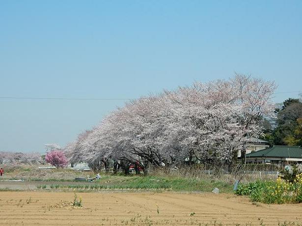 上栢山さくら