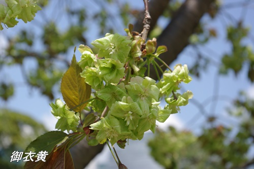 浜離宮恩賜庭園の八重桜