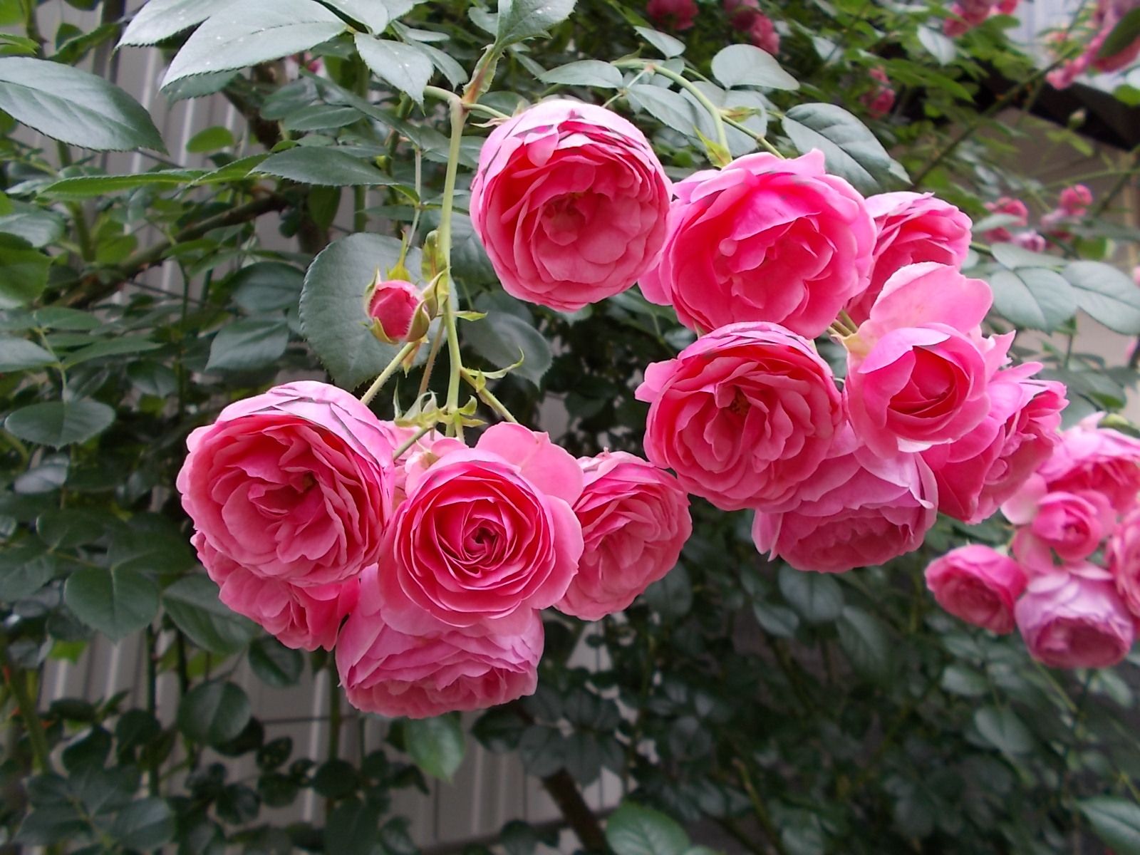 ポンポネッラ 品種紹介 バラを咲かせることが好き 楽天ブログ