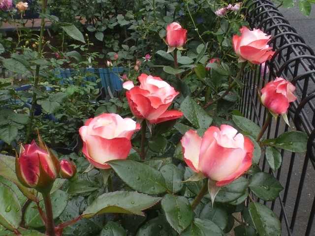 今日咲いてるバラ ノスタルジー ダブルデライト エルトゥールル クロードモネなど 二番花の咲き始め バラの美と香りを求めて 楽天ブログ