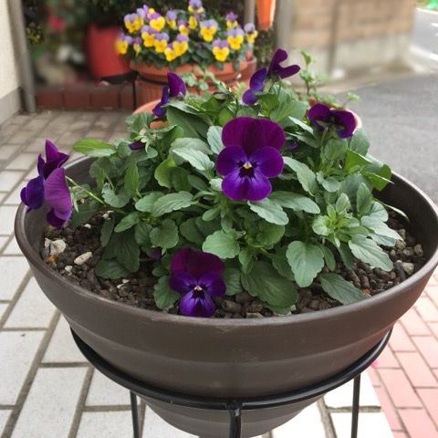 本日のパンジー ビオラ 花いっぱい咲かせたい 楽天ブログ