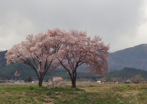 常念道祖神の桜