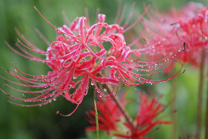 彼岸花有椹d