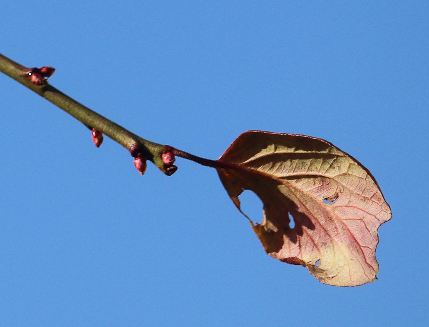 ことごとく梅の葉落ちて令和新春 トミタメゾンの庭の歳時記 楽天ブログ