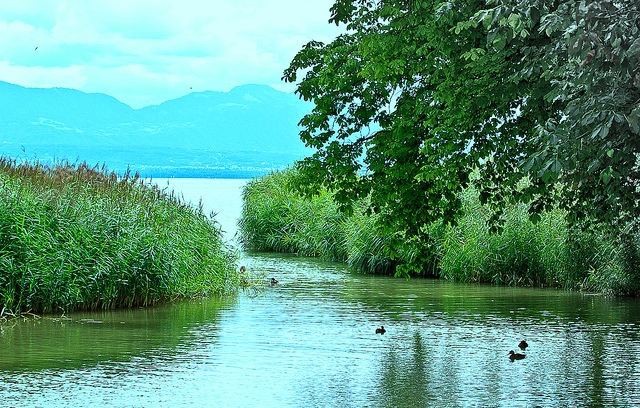 0608 Leman.jpg