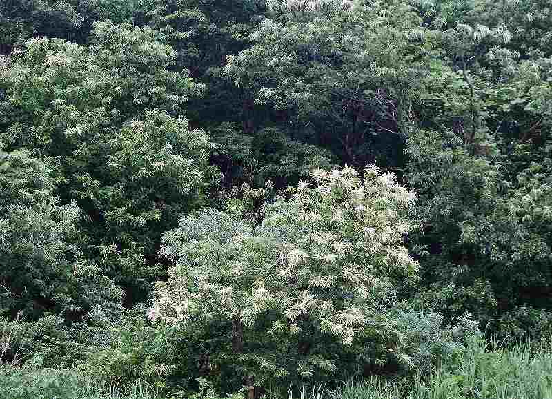 IMG_1986 (800x578).jpg