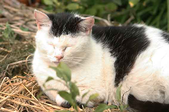 我が家のニャンコ♪2016/3/26-3