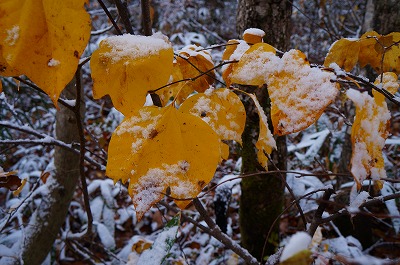 白馬の秋2013 026.jpg