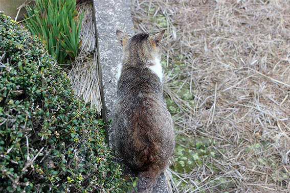 我が家のニャンコ♪2014/04/19-2