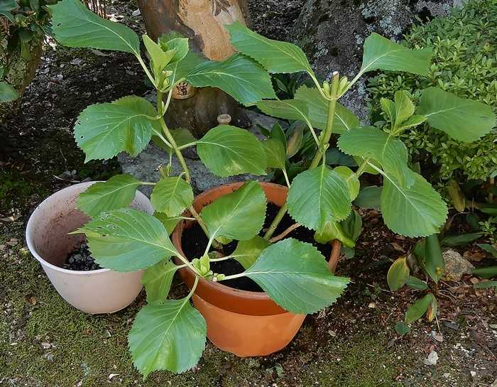 紫陽花の植え替え6