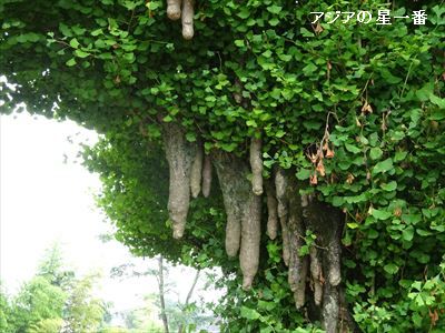 20160709 赤城山麓別荘8