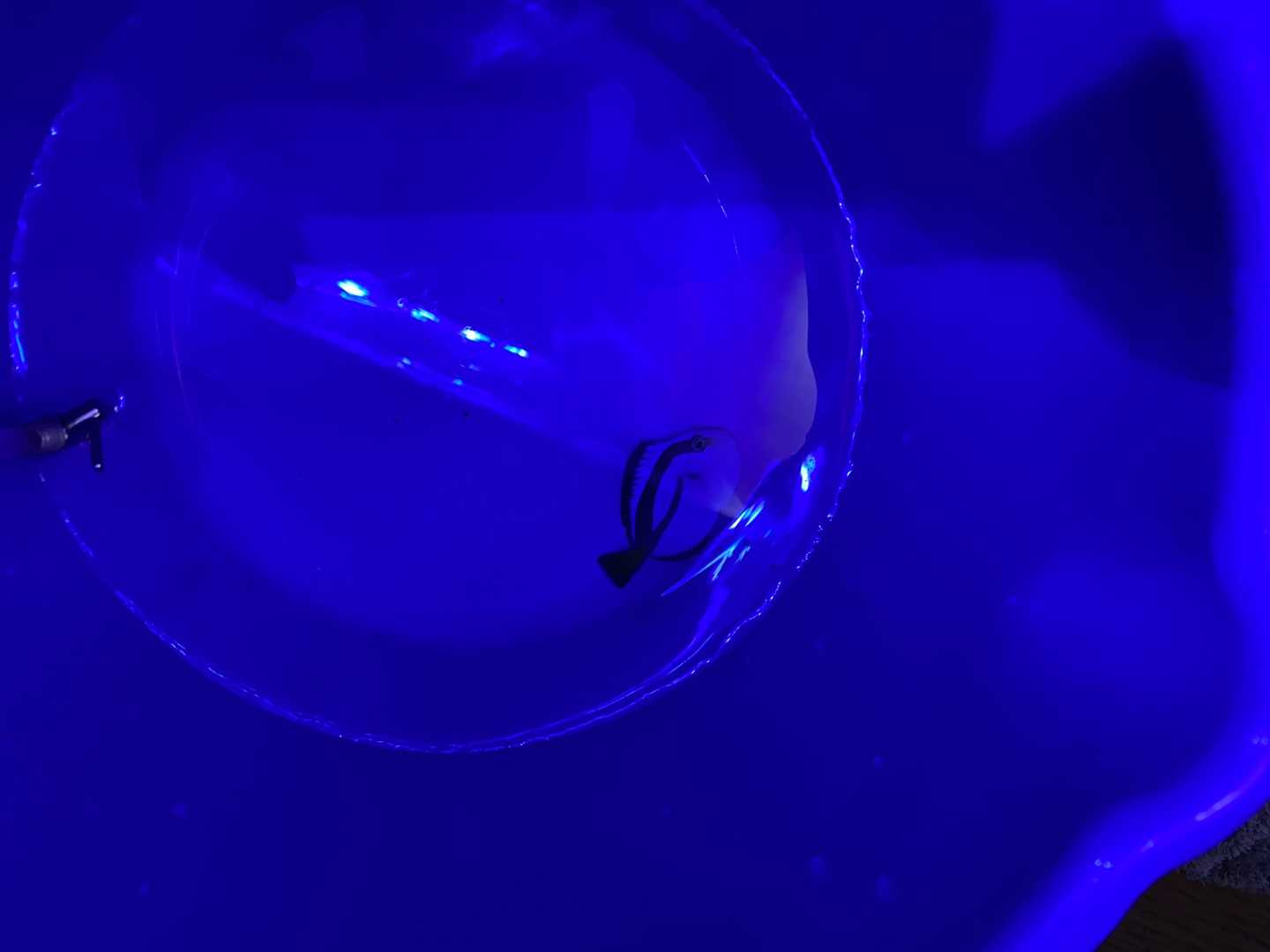 新たなる海水魚水槽37】ナンヨウハギ | ありえないありえる水槽を作り 
