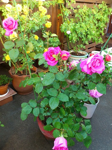 ピンクピース　2013.5.12A.jpg