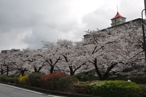 桜