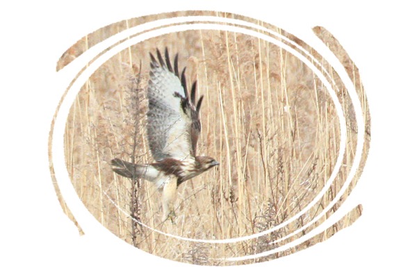 IMG_5527 ノスリの羽ばたき　修正作品2.jpg