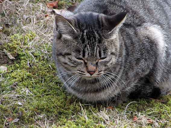 我が家のニャンコ♪2016/1/7-02