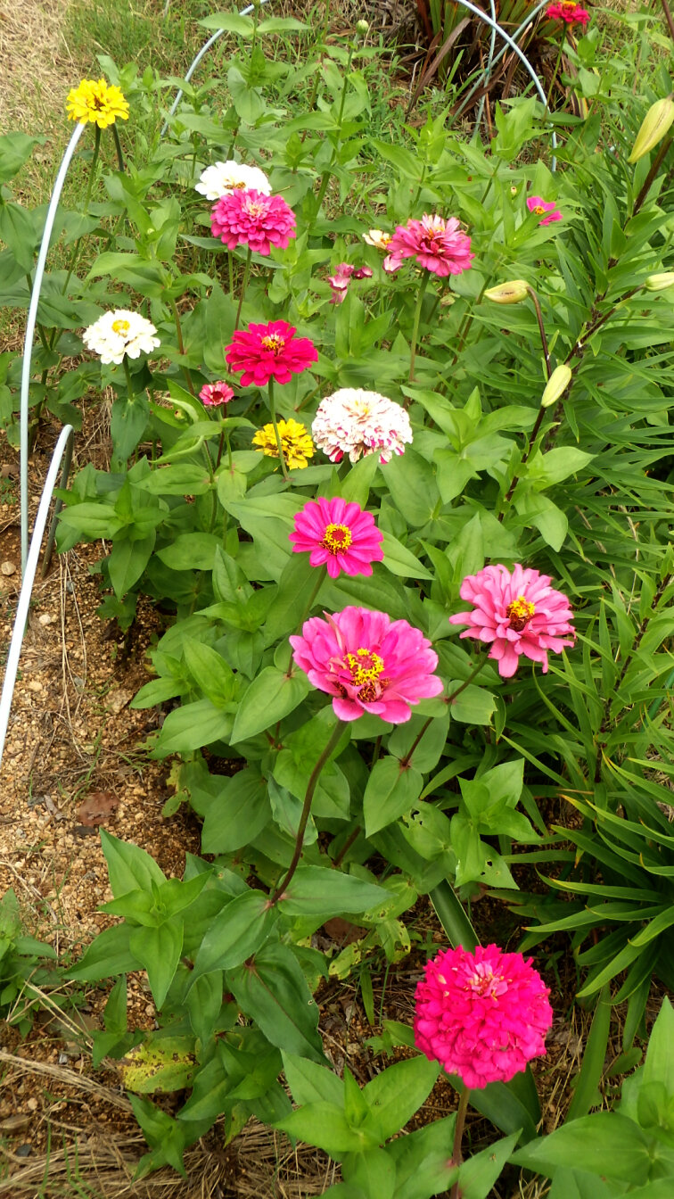 150716百日草２.jpg