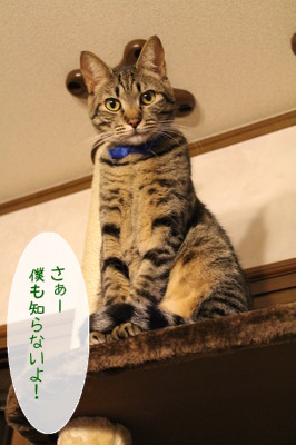 20121207111819_w_266_h_400_1570567.jpg