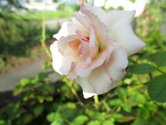 IMG_8957ss.jpg