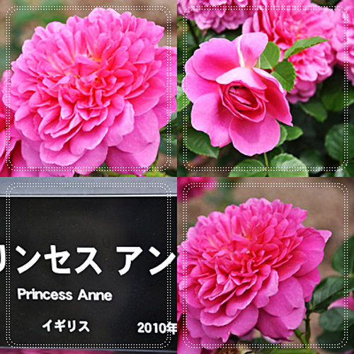 薔薇３