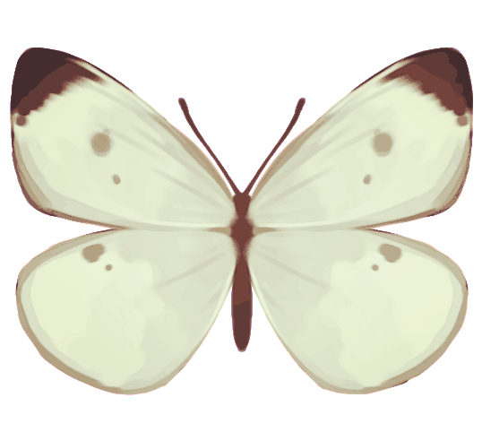 紋白蝶
