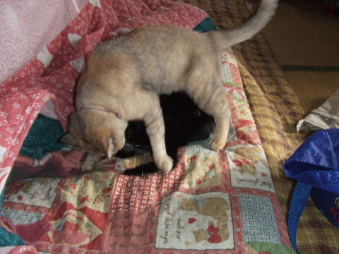 猫７.JPG