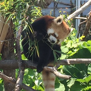 初夏０７レッサーパンダ３.JPG