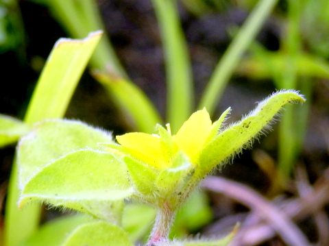 コナスビの花柄の長さ？