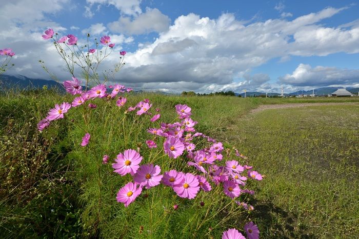 コスモスの咲く安曇野 フォト安次郎 安らぎの風景 楽天ブログ