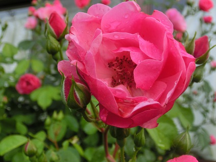 薔薇アンジェラ