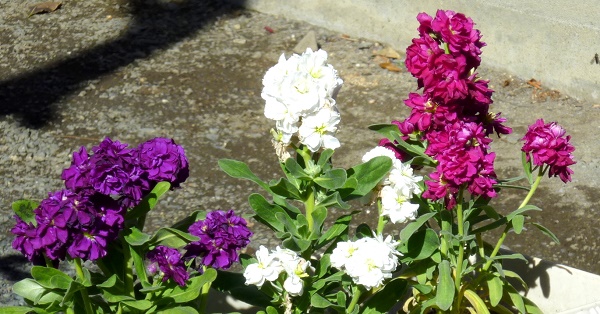 P1030485-001.JPG