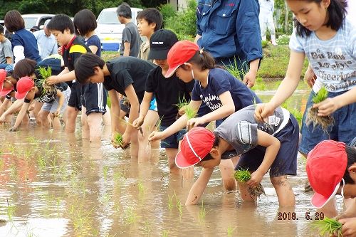 大人も田植